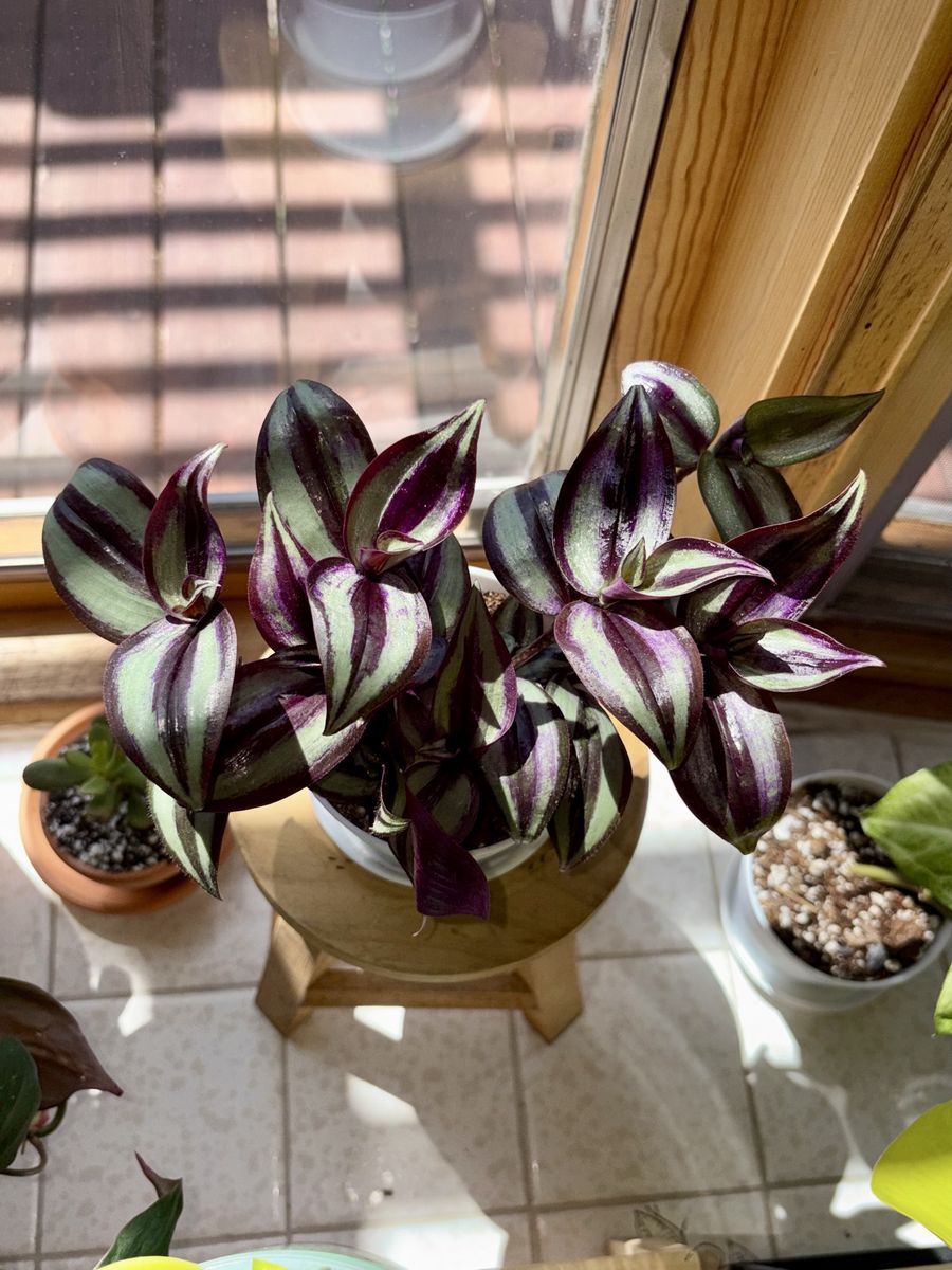 Tradescantia Zebrina House Plant