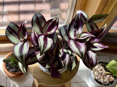 Tradescantia Zebrina House Plant