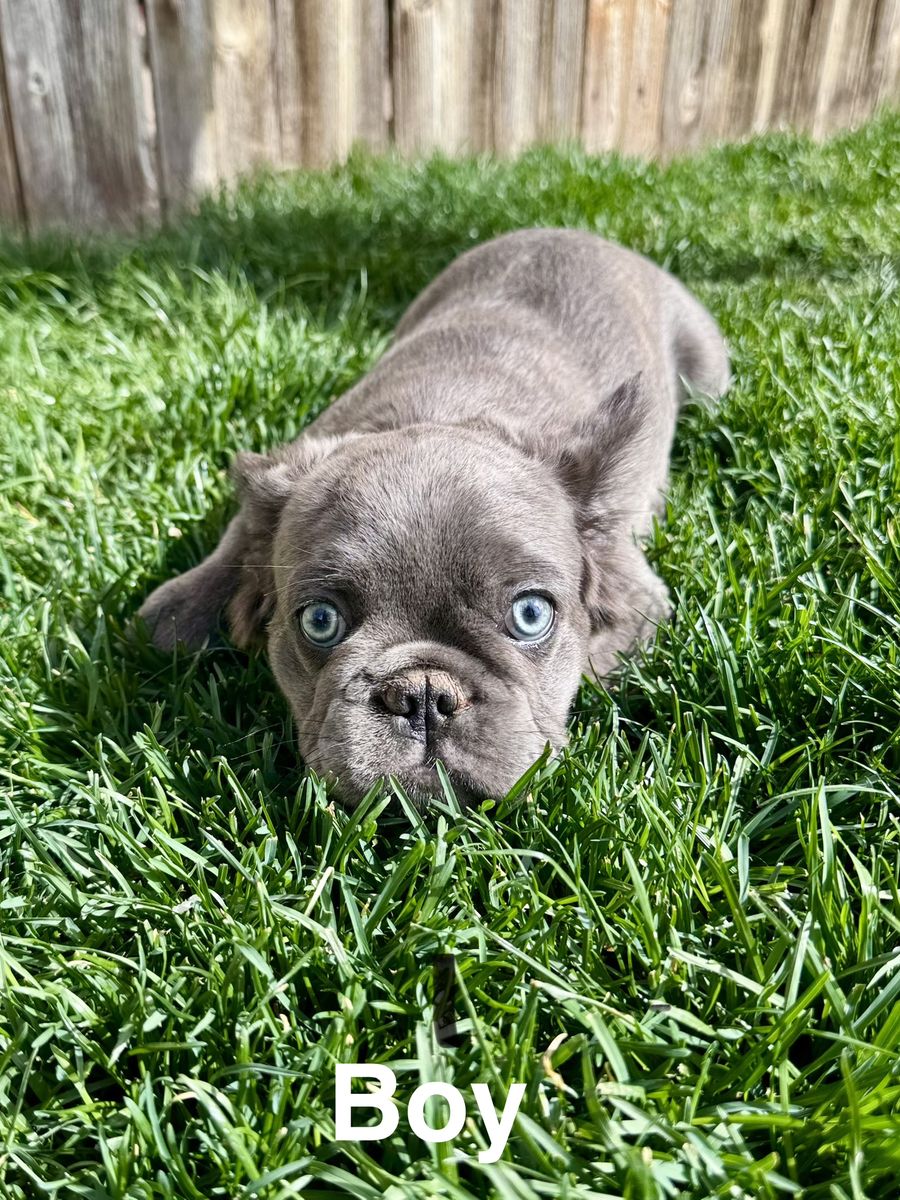 Fluffy French Bulldog Puppies