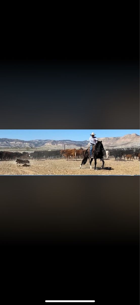 10 year old BLM gelding