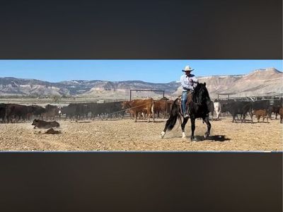 10 year old BLM gelding