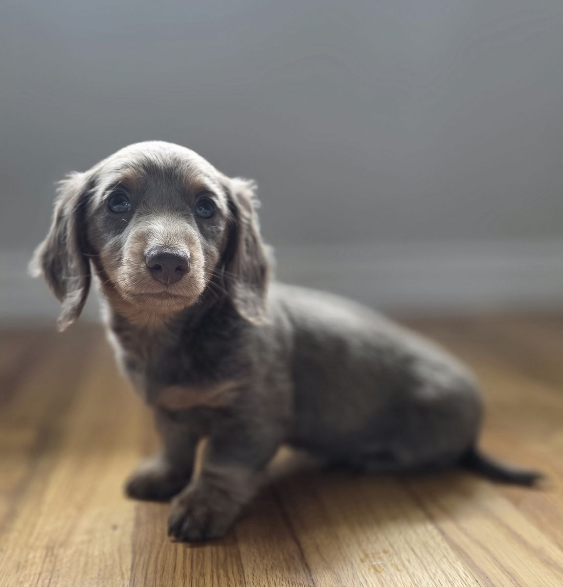 AKC Dachshund