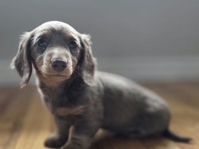 AKC Dachshund