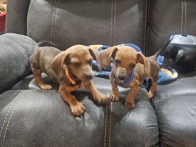 BOY mini dachshunds
