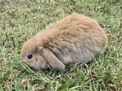 Holland Lop Doe