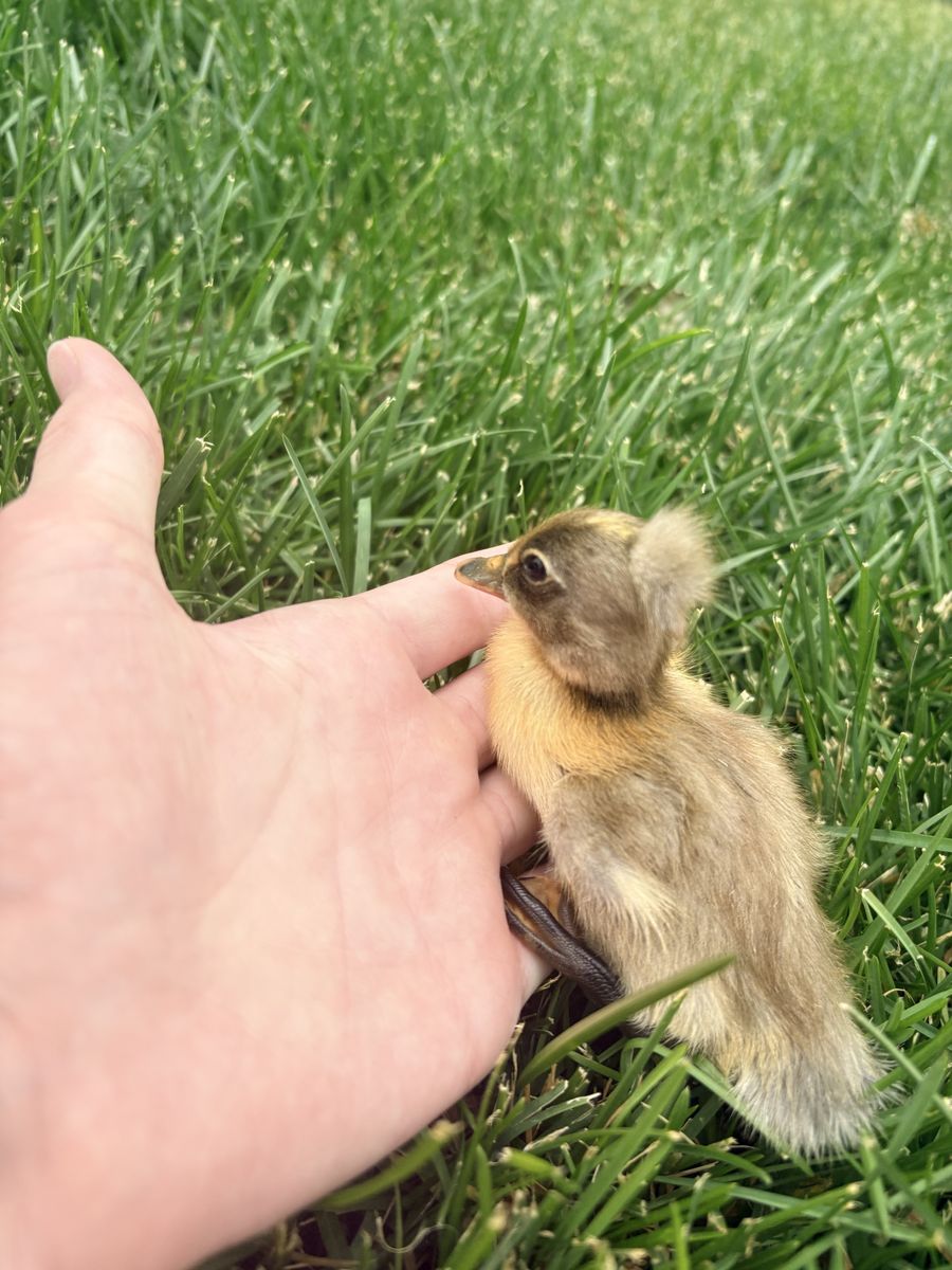 Single Day Old Crested Duckling