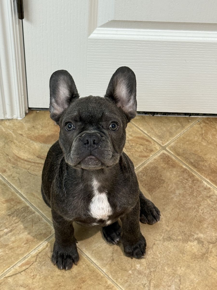 1 Lilac & 1 Blue Male Frenchies!!