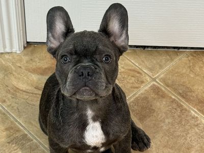 1 Lilac & 1 Blue Male Frenchies!!