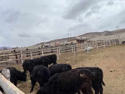 Calves for sale