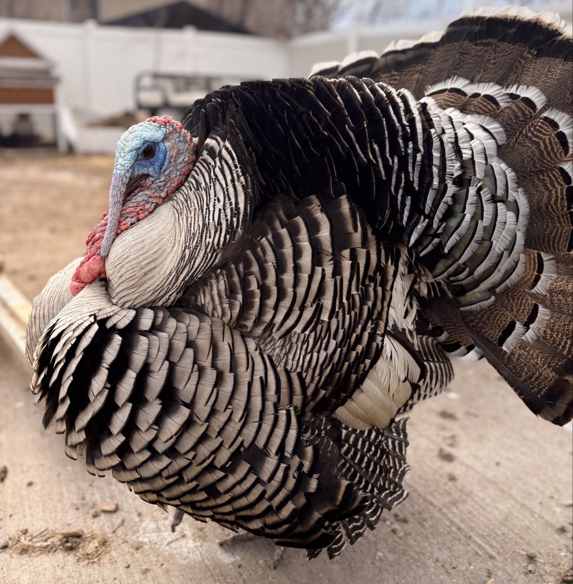 Narragansett proven turkey tom male