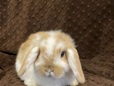 Holland Lop Doe