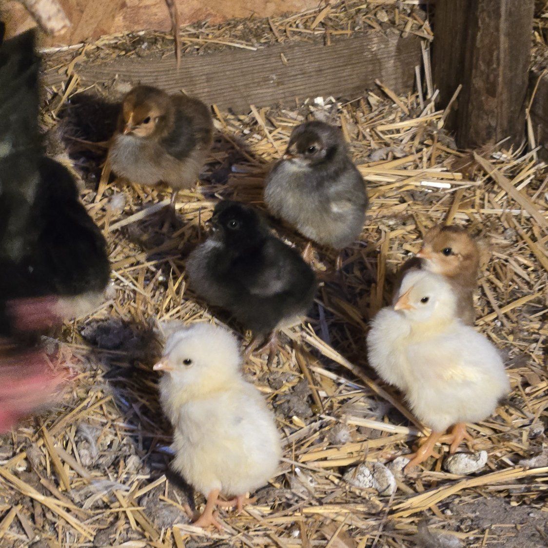 barnyard mix chicks