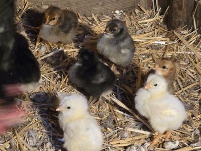 barnyard mix chicks