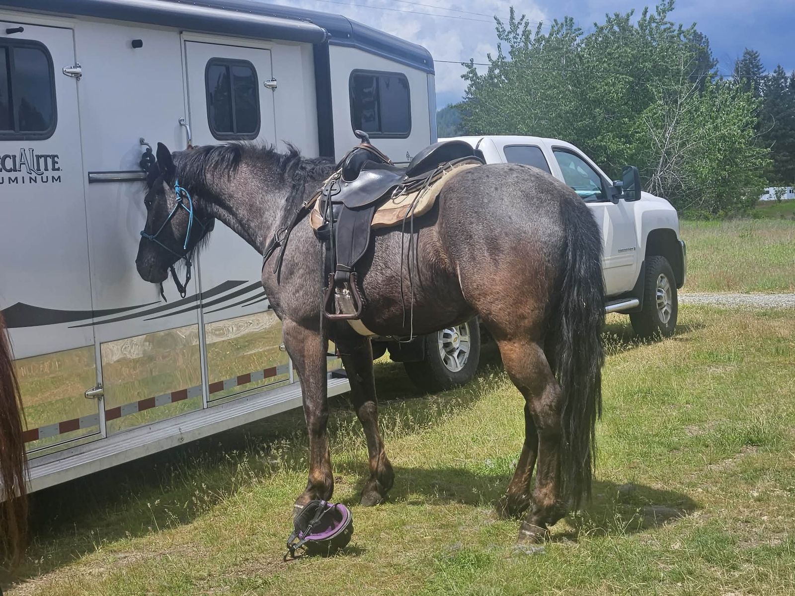 Reg.FHH  Friesian Appaloosa 3 year old filly