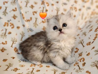 Silver Chinchilla Persian Kittens