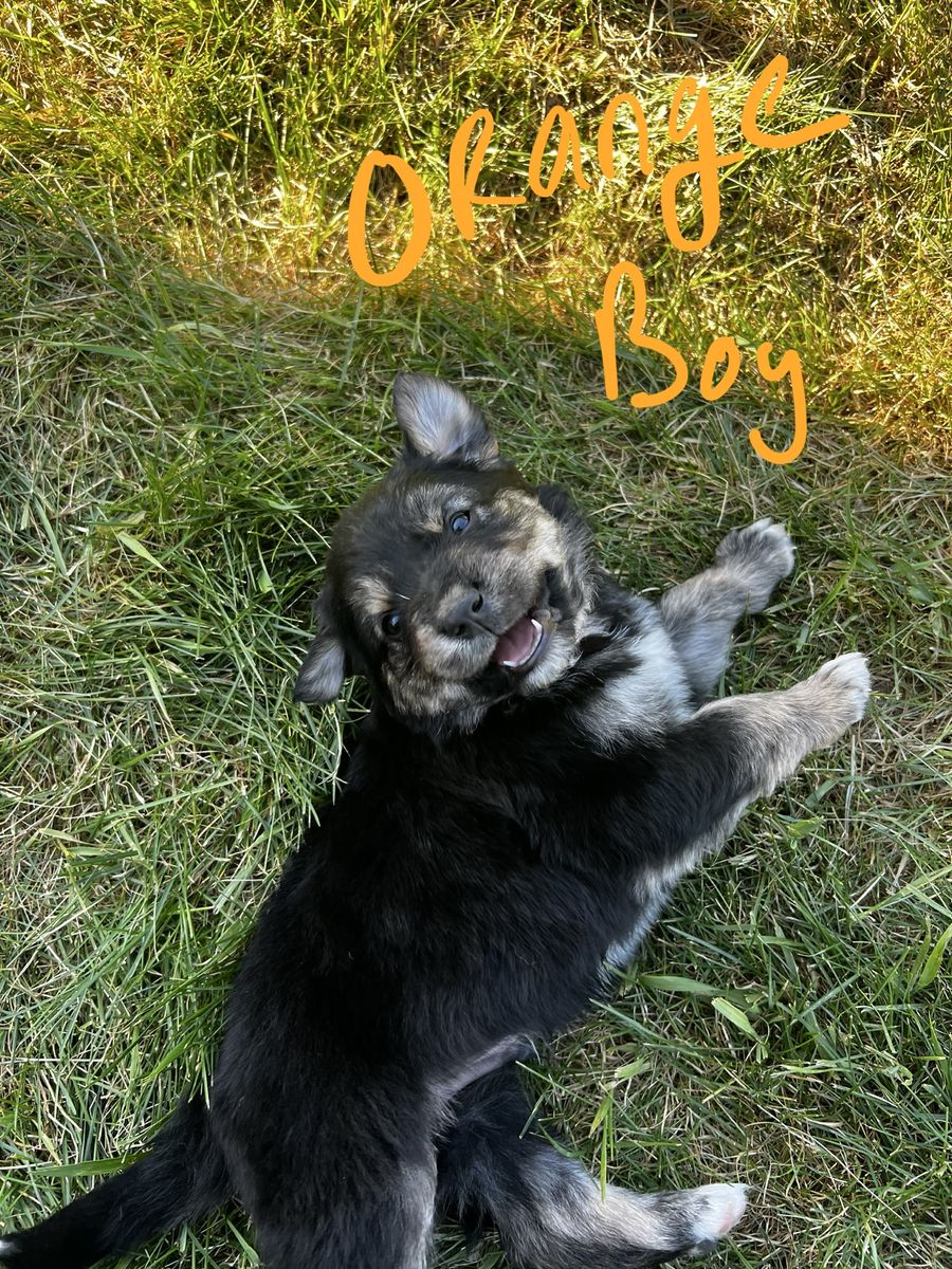 Great Hunting Dogs ready for pick up. Golden Retriever/Australian Shepherd mix.