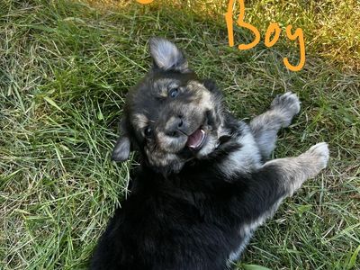 Great Hunting Dogs ready for pick up. Golden Retriever/Australian Shepherd mix.