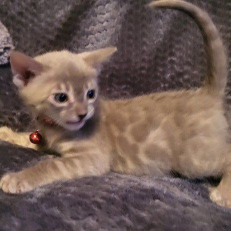 EASTER TICA registered Bengal Kittens