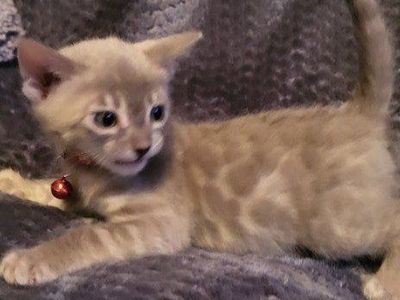 EASTER TICA registered Bengal Kittens
