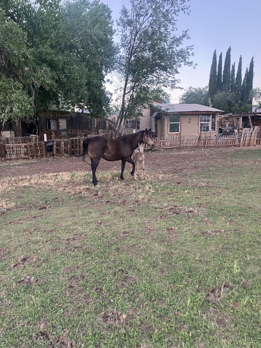 QH mare and foal