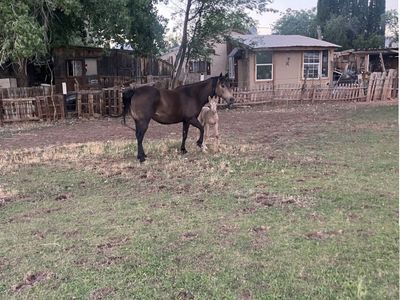 QH mare and foal