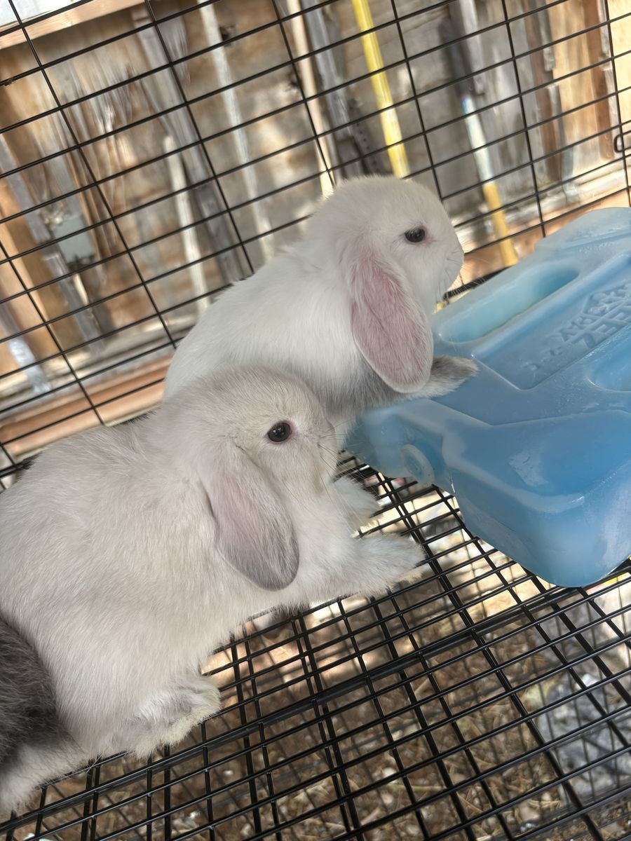 Adorable Holland Lop - Pedigreed