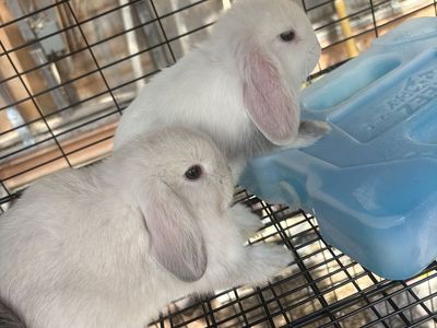 Adorable Holland Lop - Pedigreed