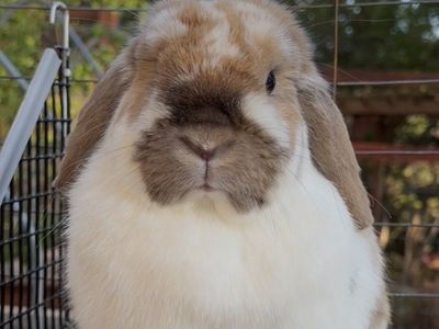 Holland Lop Doe