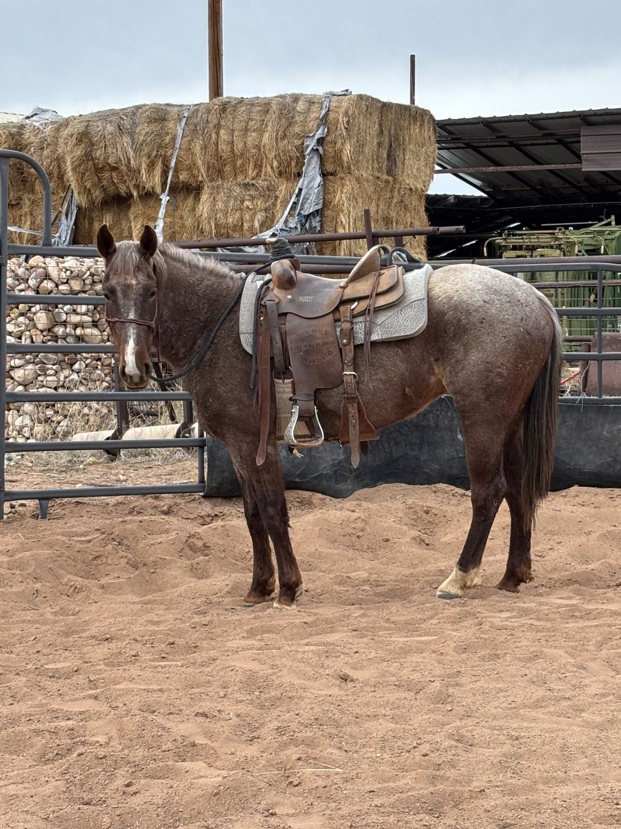 Colt Starting/tune Ups
