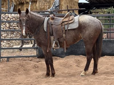 Colt Starting/tune Ups