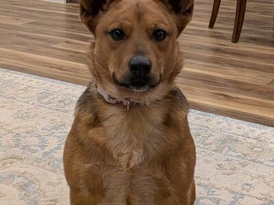 Red/blue heeler female