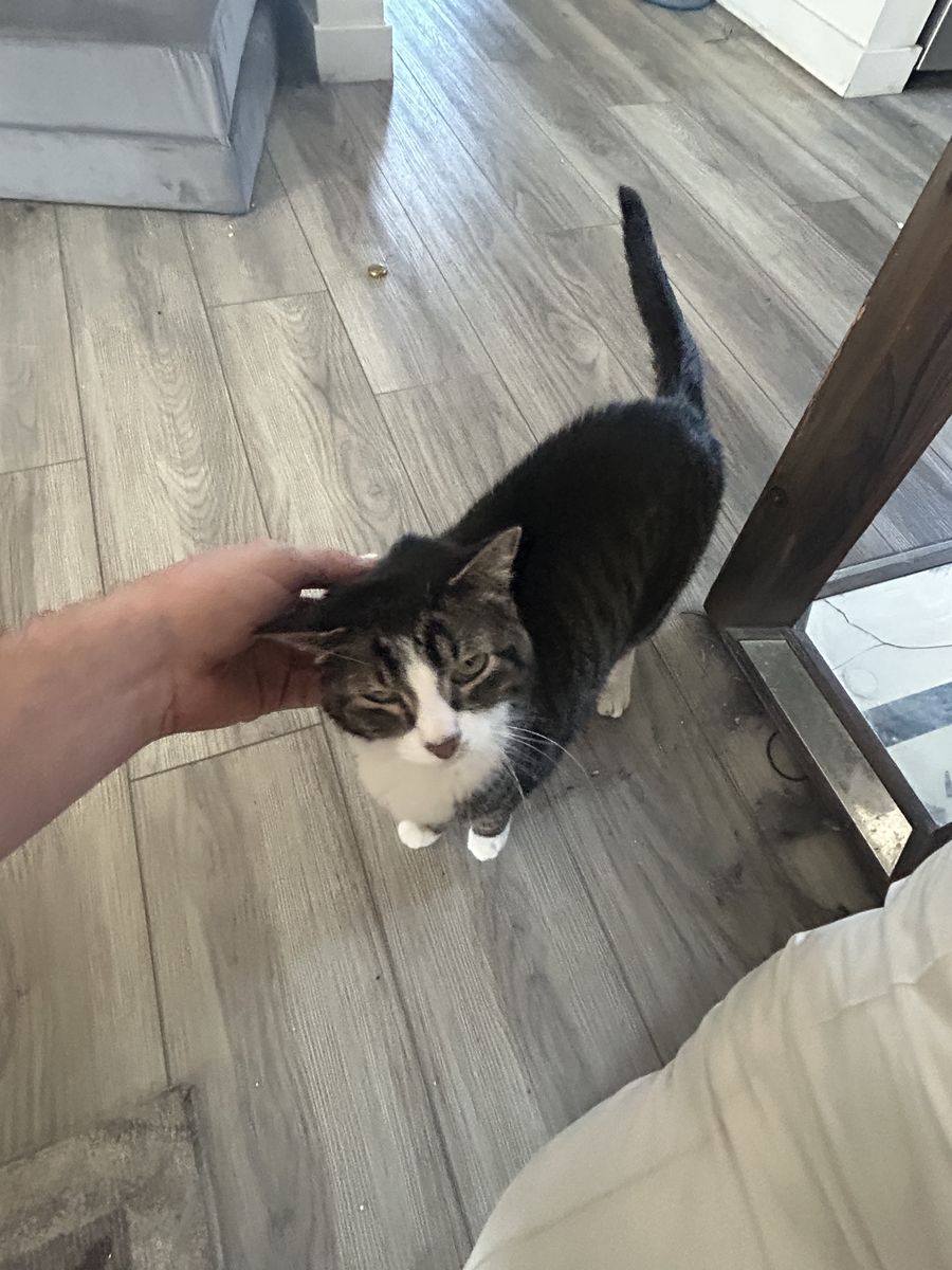 Male Cat 9 Years Old