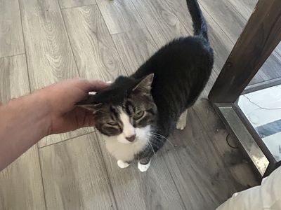 Male Cat 9 Years Old