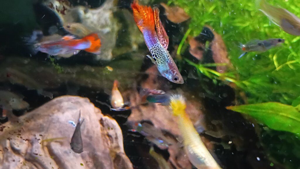 amazing endler guppies and others