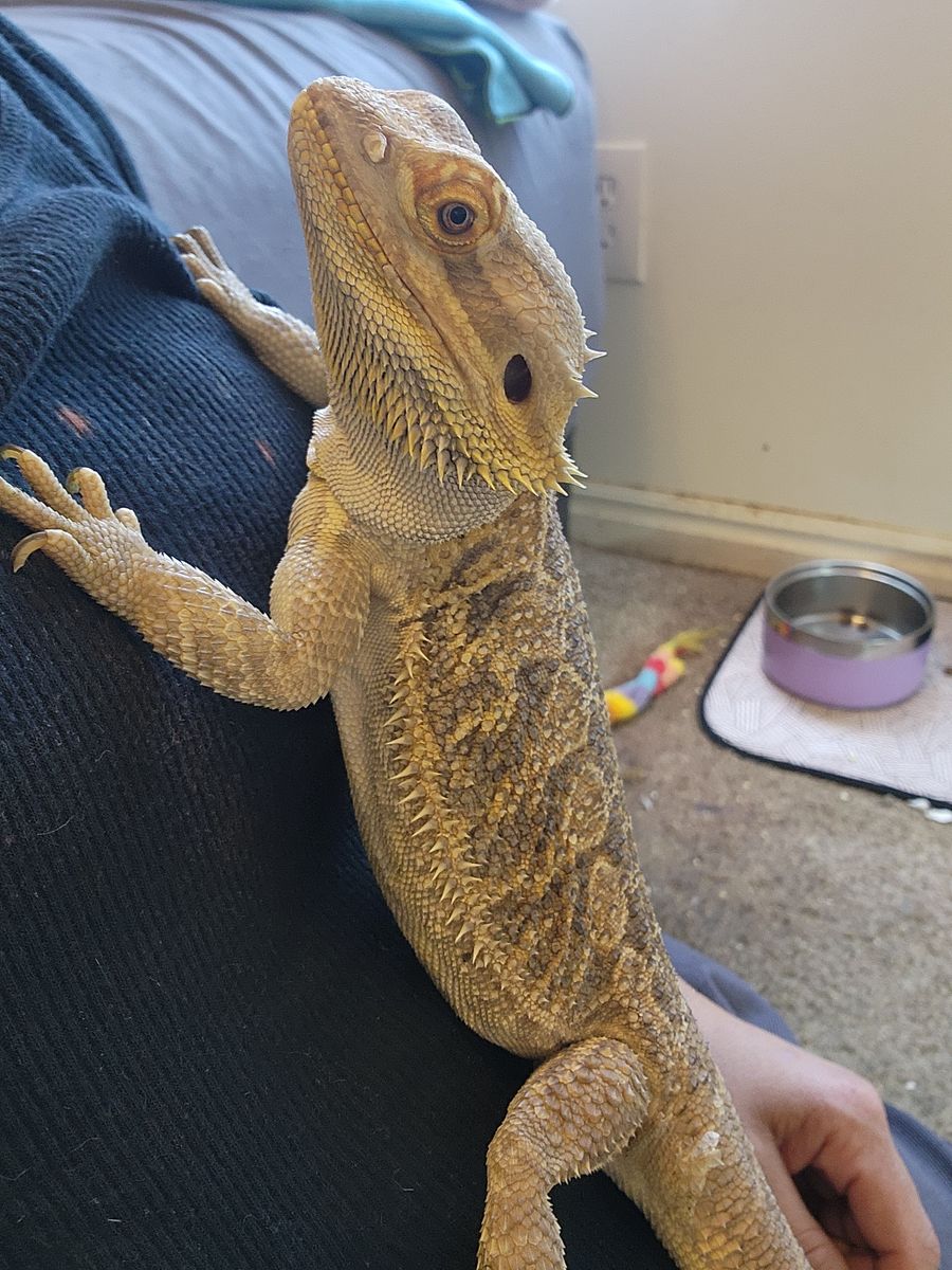 Bearded dragon for sale