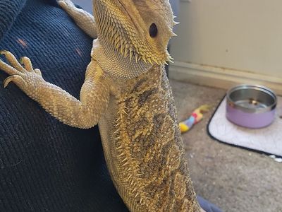 Bearded dragon for sale