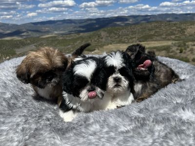 Purebred Shih Tzu puppies