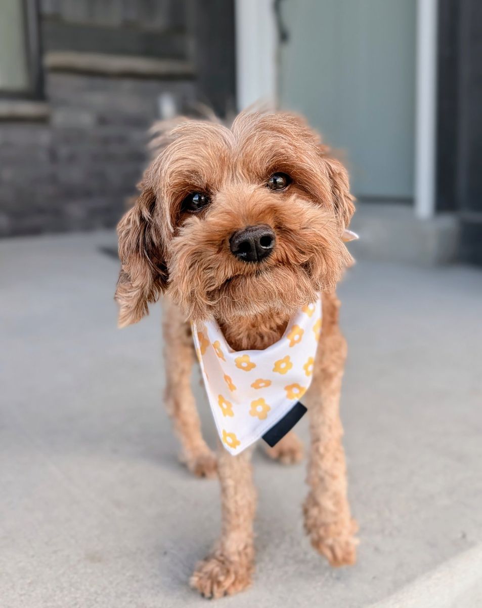 Sweet and Snuggly Golden Cavapoo Girl, 3 yrs old, 8.5lbs (Goldendoodle/Cavapoo)