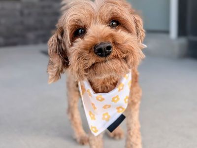 Sweet and Snuggly Golden Cavapoo Girl, 3 yrs old, 8.5lbs (Goldendoodle/Cavapoo)
