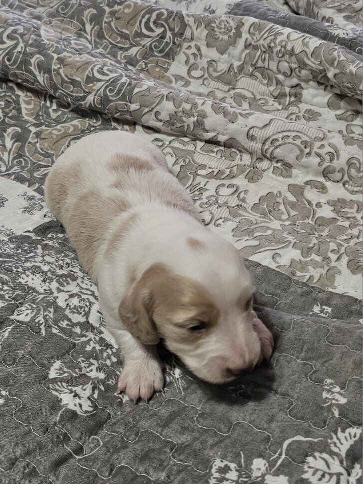 3-Dappled Piebald Dachshund Pups!