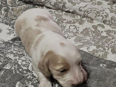 3-Dappled Piebald Dachshund Pups!
