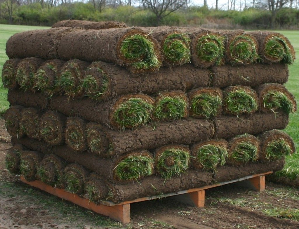 sod at the IFA in Draper
