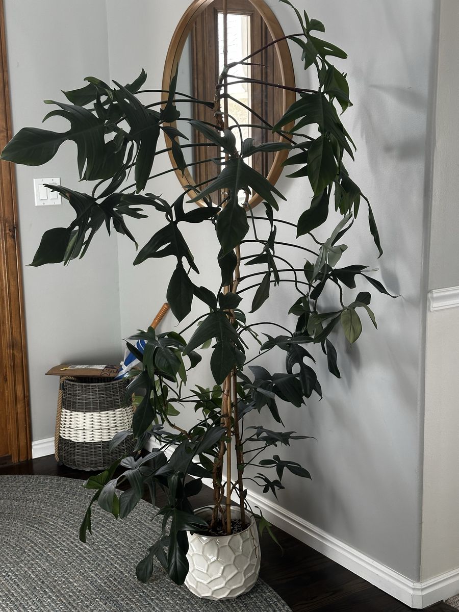 Large, Mature Philodendron Pedatum - $20