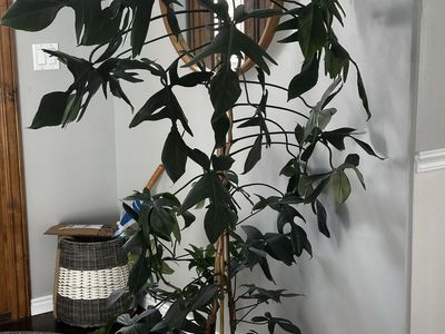 Large, Mature Philodendron Pedatum - $20