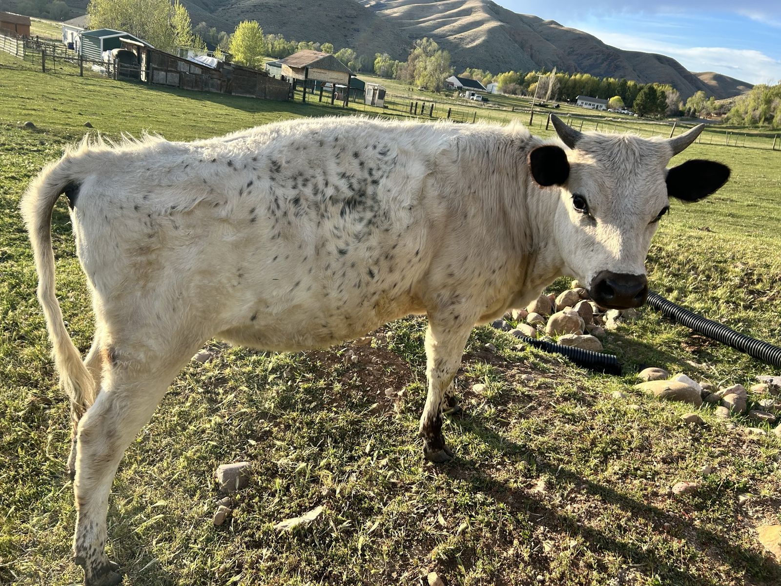 Yearling Cross British White Heifer