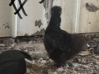 Silkie hens