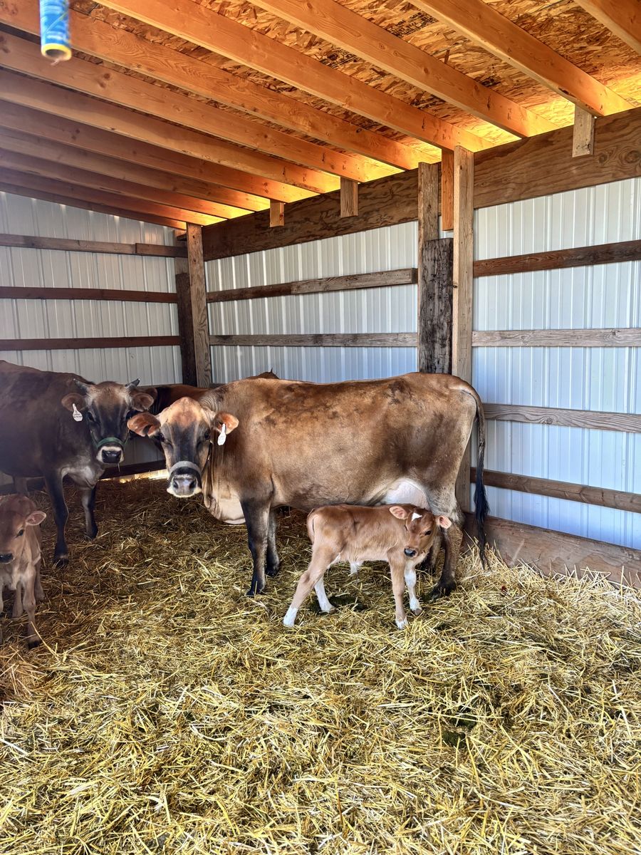 A2A2 Mini Jersey Family Milk Cow & Bull Calf Pair