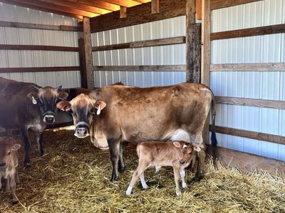 A2A2 Mini Jersey Family Milk Cow & Bull Calf Pair