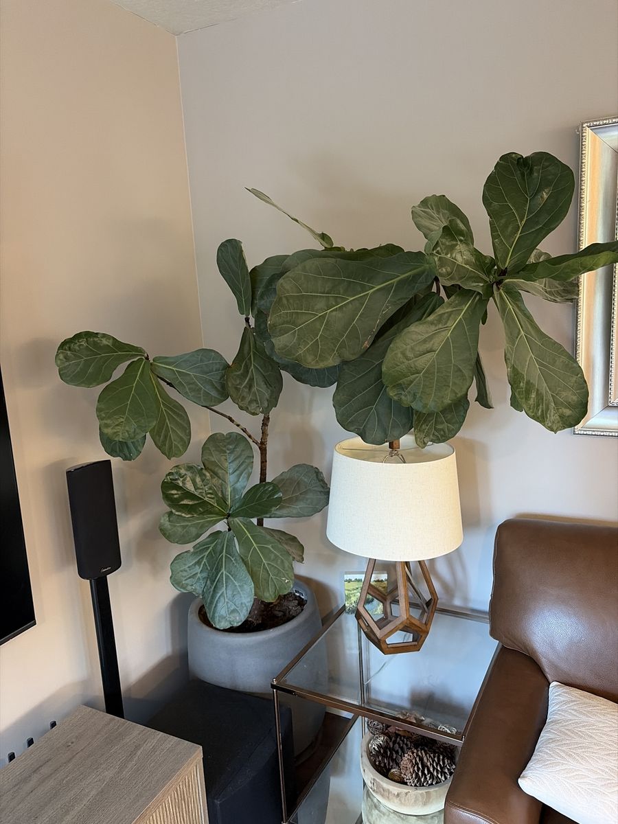 Large Fiddle Leaf Fig Plant in Concrete Pot - Healthy Indoor Live Plant