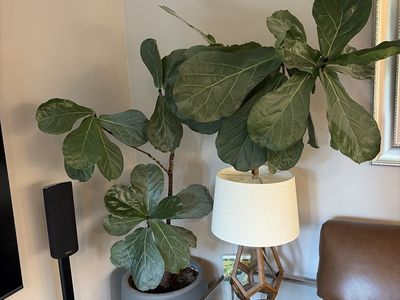 Large Fiddle Leaf Fig Plant in Concrete Pot - Healthy Indoor Live Plant